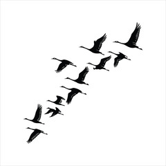 birds in flying silhouette vector