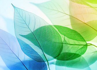 Obraz premium A detailed close-up of translucent leaves, with their intricate veins glowing with vibrant green, yellow, and blue light. The image highlights nature's delicate patterns.