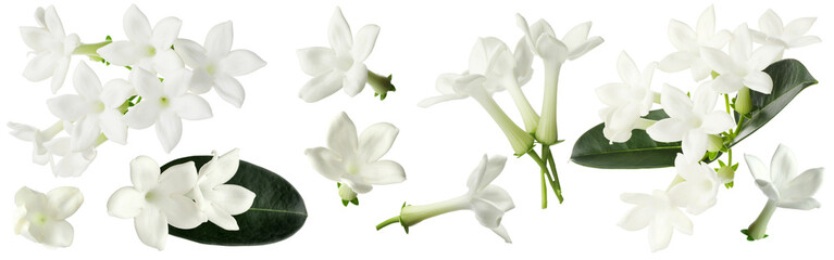 jasmine flowers and leaves isolated on white, set