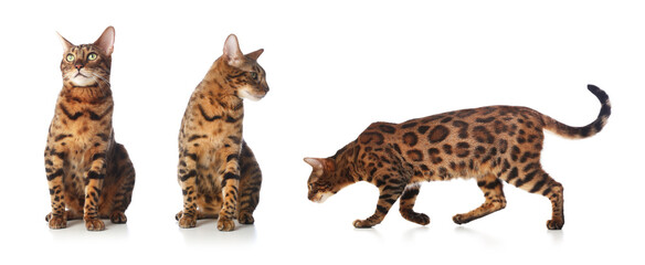 Bengal cat on white background, set of photos. Cute pet