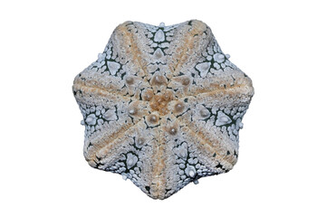 Top view of Astrophytum asterias star shape snow isolated on transparent background png file	