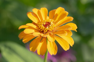 Beautiful closeup of a Zinnia flower.