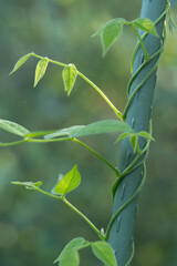 The fresh green foliage of Apios americana on a sunny morning.