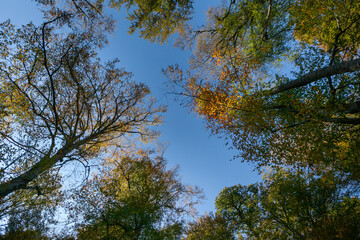 Tall trees reach for a clear blue sky in a serene forest during autumn