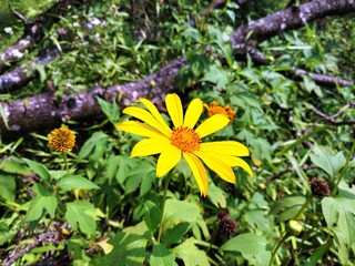 Golden Mexican Sunflower in the Wild