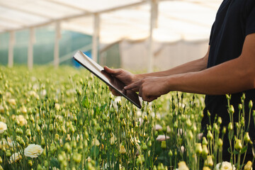 Gardener using tablet to monitor flower growth in greenhouse with blooming lilies during daylight hours