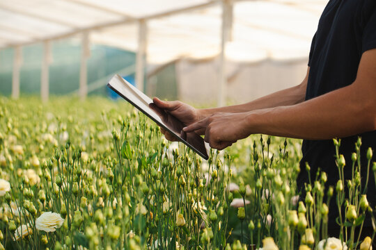 Gardener using tablet to monitor flower growth in greenhouse with blooming lilies during daylight hours