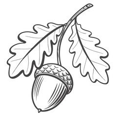 Detailed black and white illustration of a single acorn with two oak leaves on a branch © MST SABLRON