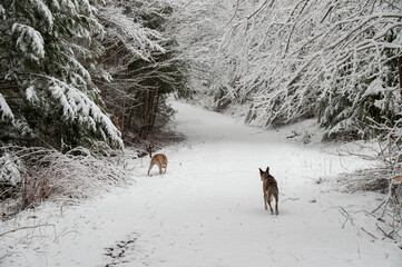 Two dogs walking away down a snowy path that disappears into a beautiful winter forest. The trees and ground are covered in a fresh layer of snow, creating a serene and peaceful landscape.