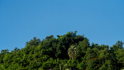 Evergreen forest top canopy on a sunny day