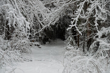A path with footprints leading into a dense winter forest. The path is framed by snow-laden branches, creating a natural tunnel that leads to a mysterious, dark opening in the distance.