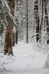 Fototapeta premium A untouched path leading through a dense winter forest. The path is lined with a mix of snow-covered evergreen and deciduous trees, creating a peaceful and beautiful landscape after a fresh snowfall.