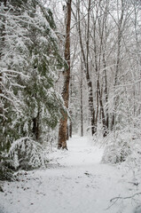 A untouched path leading through a dense winter forest. The path is lined with a mix of snow-covered evergreen and deciduous trees, creating a peaceful and beautiful landscape after a fresh snowfall.