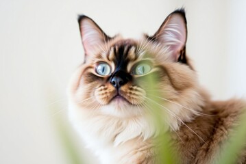 Obraz premium Exotic Shorthair Cat