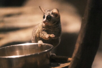 Bushbaby with Sparkling Eyes Spotting Something