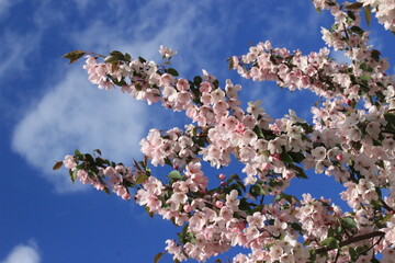 Branches of a blossoming pink apple tree against a blue sky