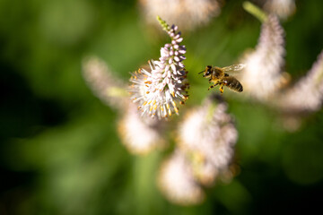 A macro shot of a bee in mid-flight approaching delicate white and pink flowers, set against a soft, green natural background.