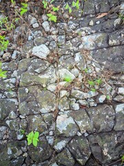 "Amidst the strength of the rocks that have passed through time, small plants still take root and grow."