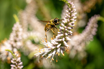 A macro shot of a bee in mid-flight approaching delicate white and pink flowers, set against a soft, green natural background.