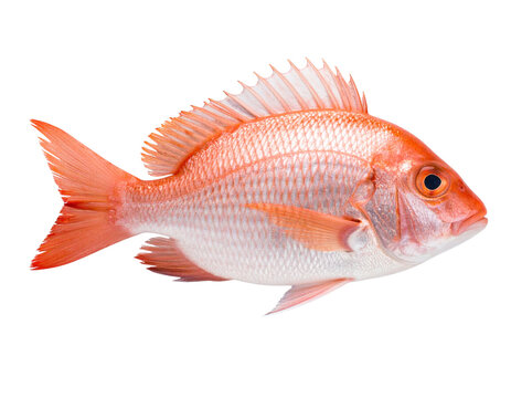 Whole Red Snapper Fish Side Profile with Scales Detail, Transparent Background