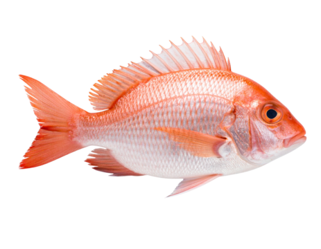 Whole Red Snapper Fish Side Profile with Scales Detail, Transparent Background