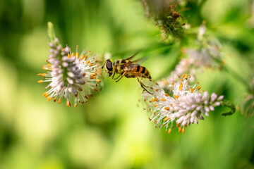 A macro shot of a bee in mid-flight approaching delicate white and pink flowers, set against a soft, green natural background.