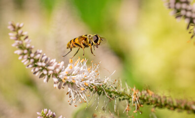 A macro shot of a bee in mid-flight approaching delicate white and pink flowers, set against a soft, green natural background.