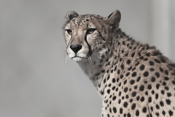 Cheetah with Composed Face After Spotting Something