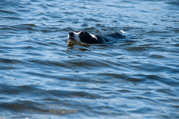 A close-up of a black and white border collie dog swimming with its head held high above the rippling, blue water of a lake on a sunny day.