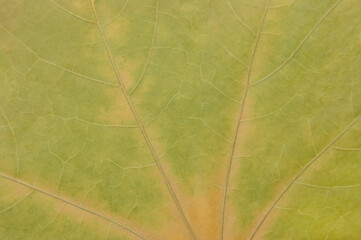 Yellow pale green golden Norway maple (Acer platanoides) leaf herbarium specimen texture pattern background macro closeup, large detailed colorful textured horizontal flat lay