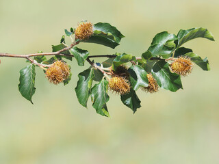 Branch of beech tree with nuts and green leaves, Fagus sylvatica
