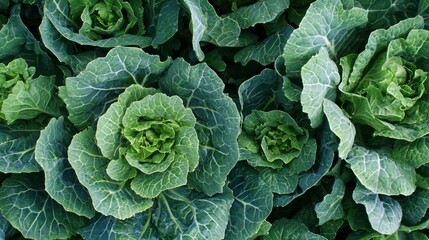 A vibrant green cabbage bed with a mix of green and white leaves, showcasing the vibrant colors and textures of the cabbage plants.