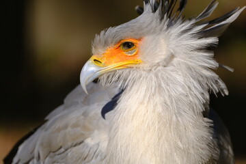 Secretarybird Looking Sharply to the Right