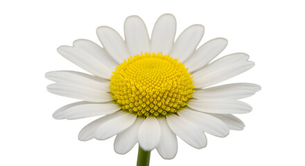 White and yellow daisy features detailed textures and studio lighting; use for summer themes, greetings, or backgrounds.