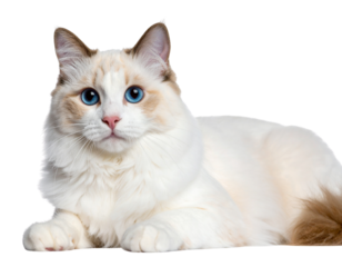 Elegant Birman Cat Lying Down with Intense Blue Eyes, Side Profile, Isolated