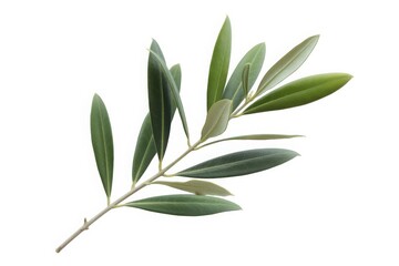 Fototapeta premium Elegant olive branch with fresh green leaves isolated on white background, perfect for design and culinary projects