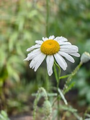 Obraz premium A beautiful daisy with white petals and a yellow center, glistening with raindrops.