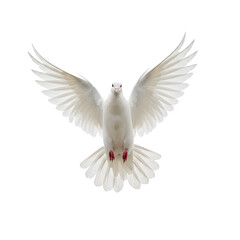 Obraz premium White Dove in Flight, isolated on transparent background