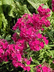 Obraz premium Bright fuchsia phlox flowers in full bloom with lush green leaves in the sunlight.