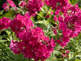 Beautiful close-up of bright pink phlox flowers in a sunny garden.