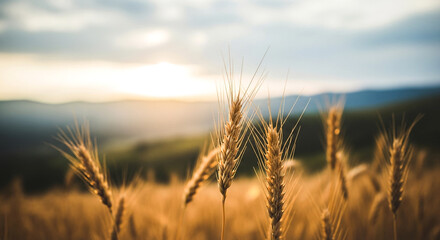 Obraz premium Close-up view of mature golden wheat stalks in a field with the sun setting behind distant rolling hills The sky features soft clouds and a hazy light