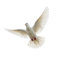 Obraz premium White Dove in Flight, isolated on transparent background