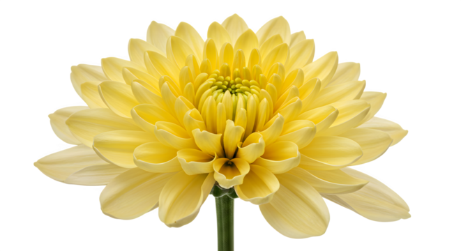 Yellow floral bloom with detailed petals on black background for botanical designs, posters, or floral presentations.