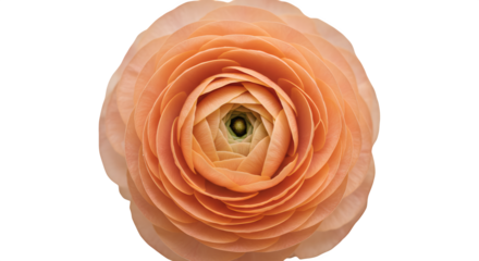 Close-up shows peach ranunculus petals; its radial symmetry and soft texture suit branding, posters, and minimal backgrounds.