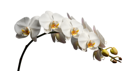 White orchid flowers bloom, isolated on black, creating elegant visuals for branding, invitations, and sophisticated design projects.