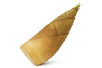 Single bamboo shoot on transparent background, ready for cooking