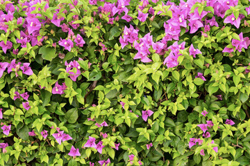 Fototapeta premium Beautiful bougainvillea flowers