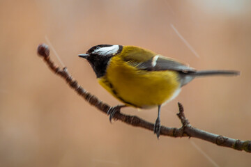 Great tit (Parus major) tilting head on a branch in winter