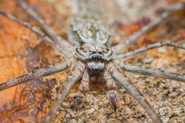 Huntsman spider standing on a tree trunk in the jungle