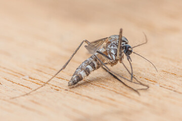 Mosquito standing on wooden plank close-up view